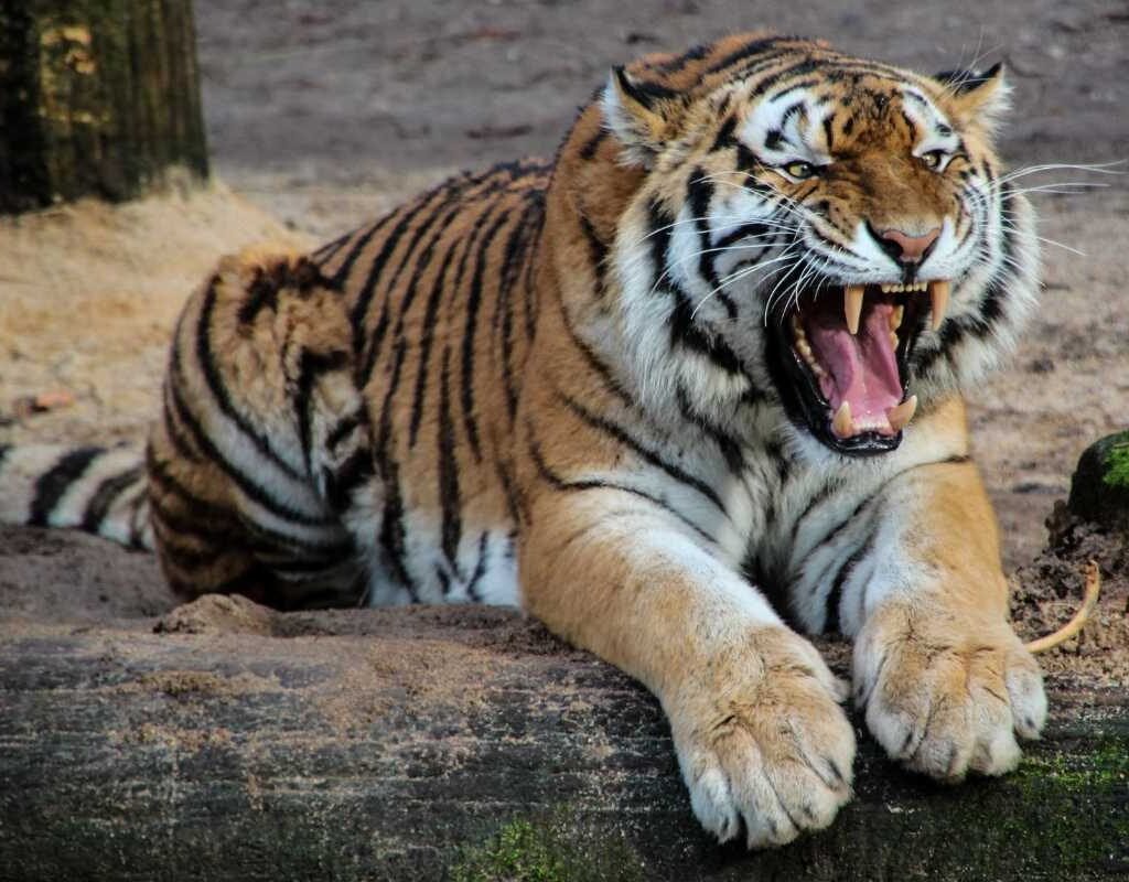 Srisailam-Tiger-Reserve